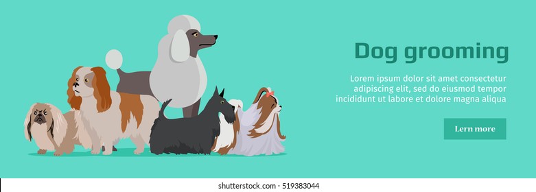 Dog grooming banner. Long haired dog breeds of different size isolated on white background. Pekingese, Shih Tzu, Poodle, Scottish Terrier, Aberdeen Terrier. Dog pet shop banner poster. Vector.