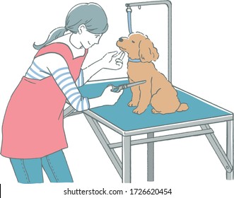 Dog Grooming Salon Service.
Woman trimming a toy poodle.