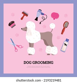 Dog grooming service salon banner or card mockup with cute brushed poodle dog, flat cartoon vector illustration. Grooming and coat cutting of domestic animals.