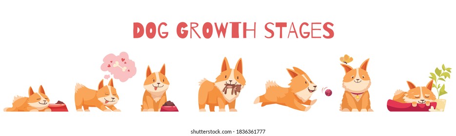 Dog growth stages composition with set of isolated cartoon style characters of puppy with editable text vector illustration