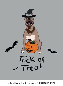 Dog Halloween greeting card with a sitting Pitbull. Dog in costume, pumpkin in paw. Postcard for dog lovers. 