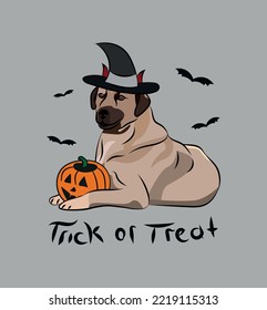Dog Halloween greeting card with a sitting laying Kangal shepherd dog. Dog in a costume, pumpkin in a paw. Postcard for pet lovers. Pet character postcard art. Funny newfie dog mascot. Witch spooky.