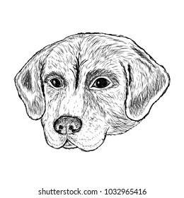 Dog. Hand draw. Head.