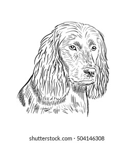 dog hand draw spaniel