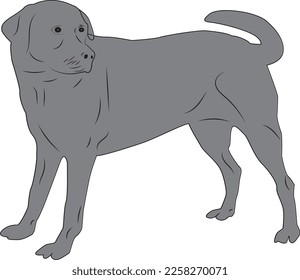 dog hand drawing illustration art