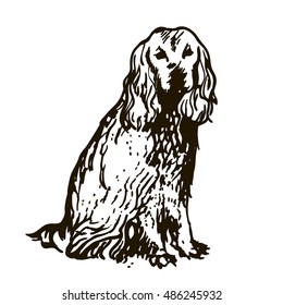 Dog Hand Drawn. Cocker spaniel. Vector illustration isolated