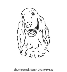 Dog Hand Drawn. English setter. Vector illustration isolated
