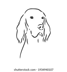 Dog Hand Drawn. English setter. Vector illustration isolated