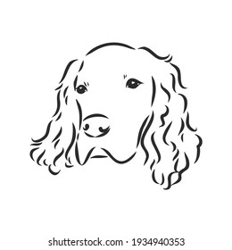 Dog Hand Drawn. English setter. Vector illustration isolated