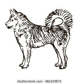 Dog Hand Drawn. Husky. Vector illustration isolated
