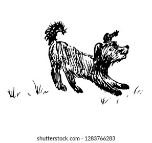 Dog. Hand drawn illustration.