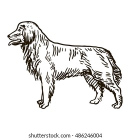 Dog Hand Drawn. Newfoundland. Vector illustration isolated