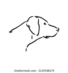 Dog Hand Drawn. Pointer. Vector illustration isolated