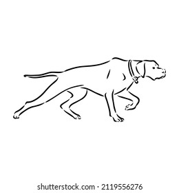 Dog Hand Drawn. Pointer. Vector illustration isolated