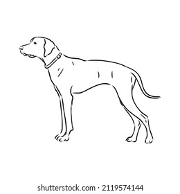 Dog Hand Drawn. Pointer. Vector illustration isolated