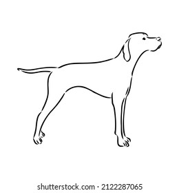Dog Hand Drawn. Pointer. Vector illustration isolated