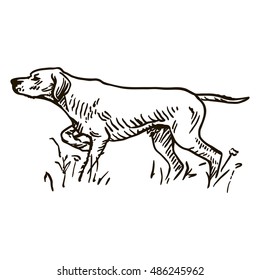 Dog Hand Drawn. Pointer. Vector Illustration Isolated