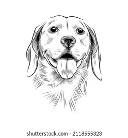 Dog hand drawn portrait. Beagle dog head black graphic sketch isolated on white background. Vector illustration