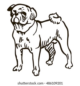Dog Hand Drawn. Pug. Vector illustration isolated