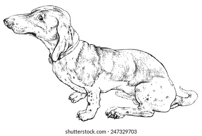 Dog - hand drawn realistic vector stylized as engraving