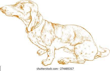 Dog. Hand drawn realistic vector, stylized as engraving