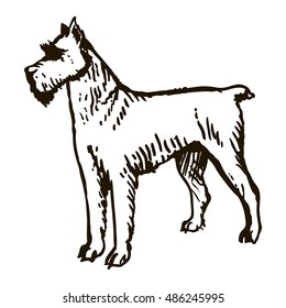 Dog Hand Drawn. Schnauzer. Vector illustration isolated