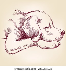 dog hand drawn vector llustration realistic sketch