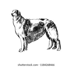 Dog hand drawn vintage illustration