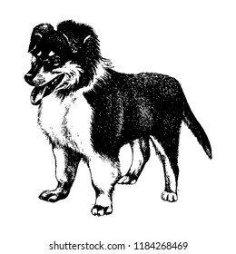 Dog hand drawn vintage illustration
