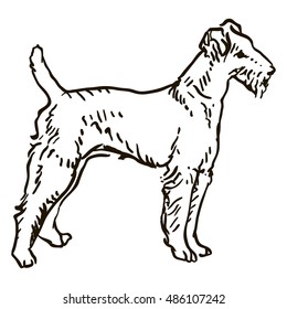Dog Hand Drawn. Wired-haired fox terrier. Vector illustration isolated