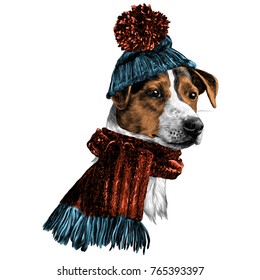 dog in hat and scarf Jack Russell Terrier head winter clothing sketch vector graphics color picture