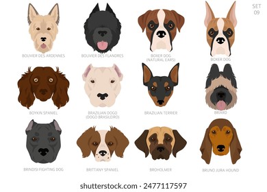 Cabeza de perro en orden alfabético. Todas las razas de perros. Diseño de Vector de color. Ilustración vectorial