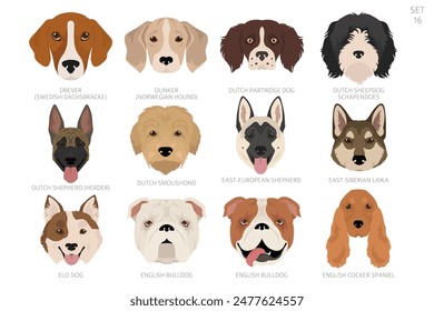 Dog head in alphabet order. All dog breeds. Colour vector design. Vector illustration