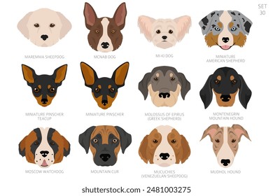 Dog head in alphabet order. All dog breeds. Colour vector design. Vector illustration