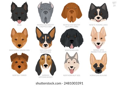 Dog head in alphabet order. All dog breeds. Colour vector design. Vector illustration