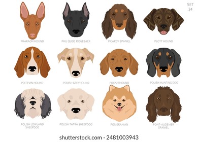 Dog head in alphabet order. All dog breeds. Colour vector design. Vector illustration