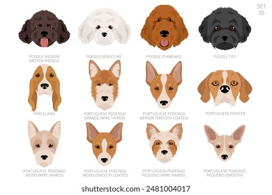 Dog head in alphabet order. All dog breeds. Colour vector design. Vector illustration