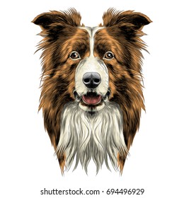 dog head breed border collie sketch vector graphics colored drawing