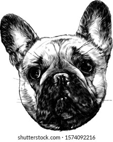 dog head breed pug full face sketch vector graphics monochrome illustration on white background