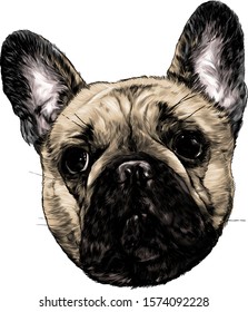 dog head breed pug full face sketch vector graphics color illustration on white background