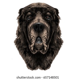 dog head brown wool breed Alabai or the Central Asian shepherd dog full face symmetry, sketch vector graphics color picture