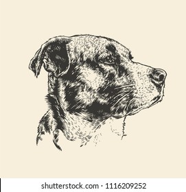 Dog Head. Engraving Style. Vector Illustration.