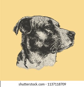 Dog Head. Engraving Style. Vector Illustration.