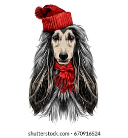 dog head full-face breed of Afghan hound in Santa hat and scarf sketch vector graphics color picture