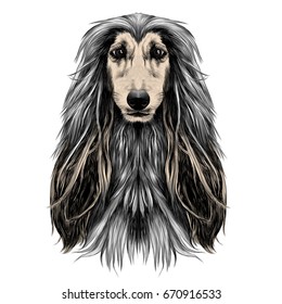 dog head full-face breed Afghan hound sketch vector graphics color picture