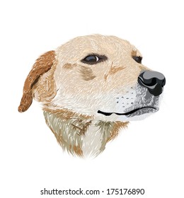 Dog head - hand drawn illustration