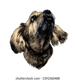 dog head looking up, sketch vector graphic color illustration on white background
