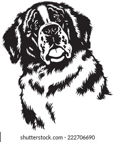 dog head, saint bernard breed,black and white image