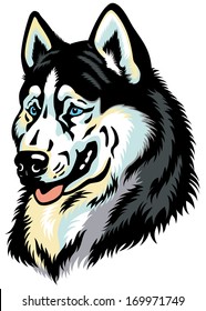 dog head, siberian husky breed, illustration isolated on white background