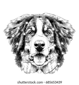 the dog head is symmetrical front the Bernese mountain dog tangled in Christmas lights sketch vector black and white drawing